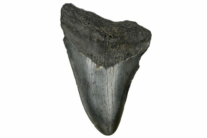 Juvenile Megalodon Tooth - South Carolina #183128